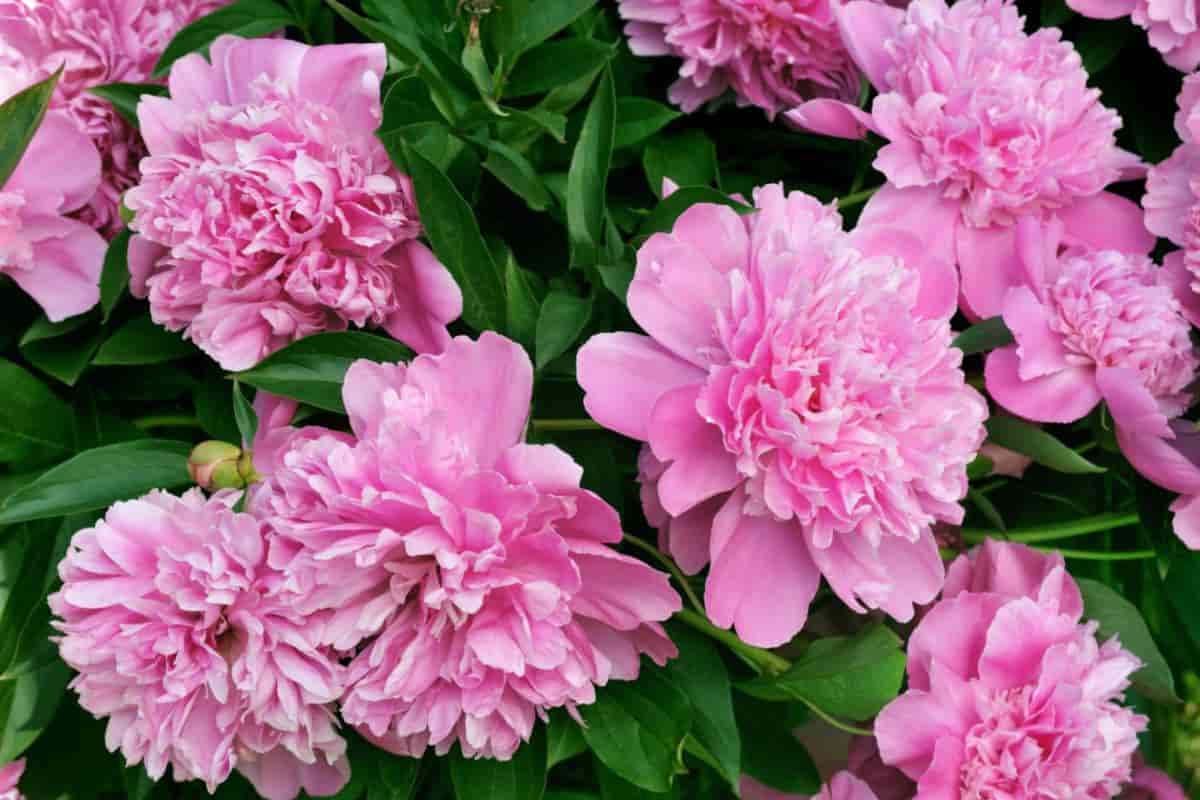 Planting Peonies