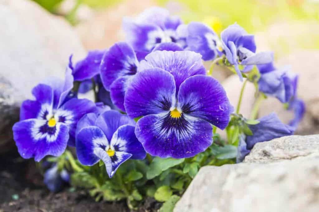 August Pansies