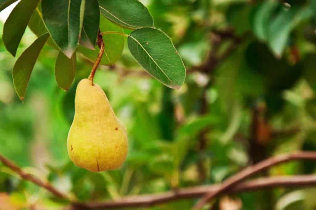 Kiefer Pear