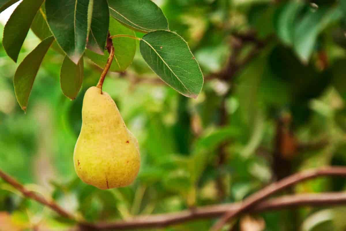 Kiefer Pear