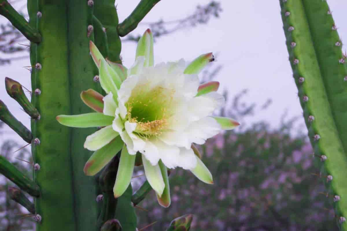 Night Flower