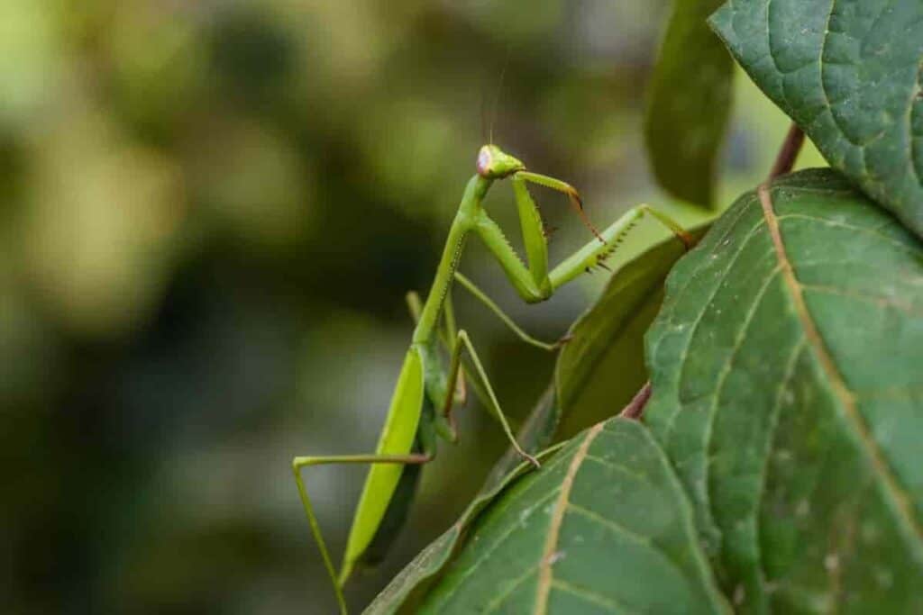 Praying Mantis