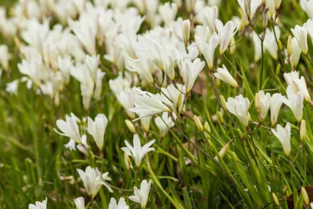 Cool Freesias