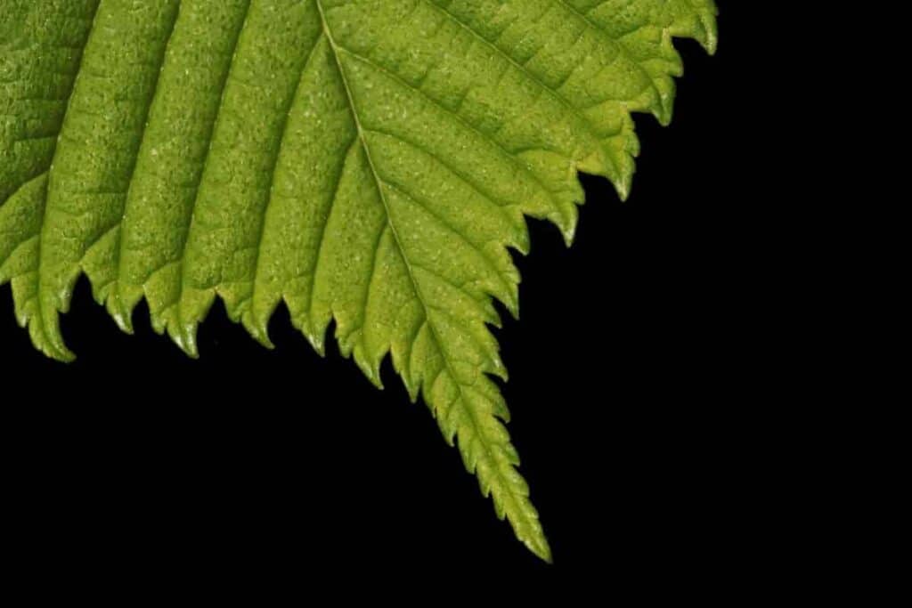 American Elm
