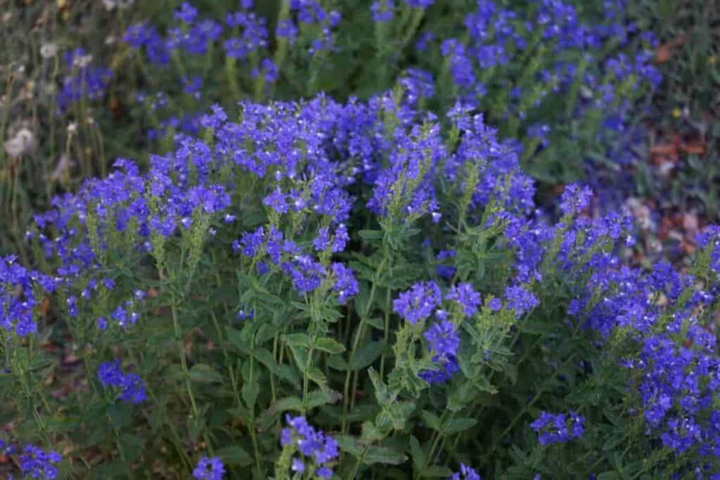 Rock Garden Veronicas