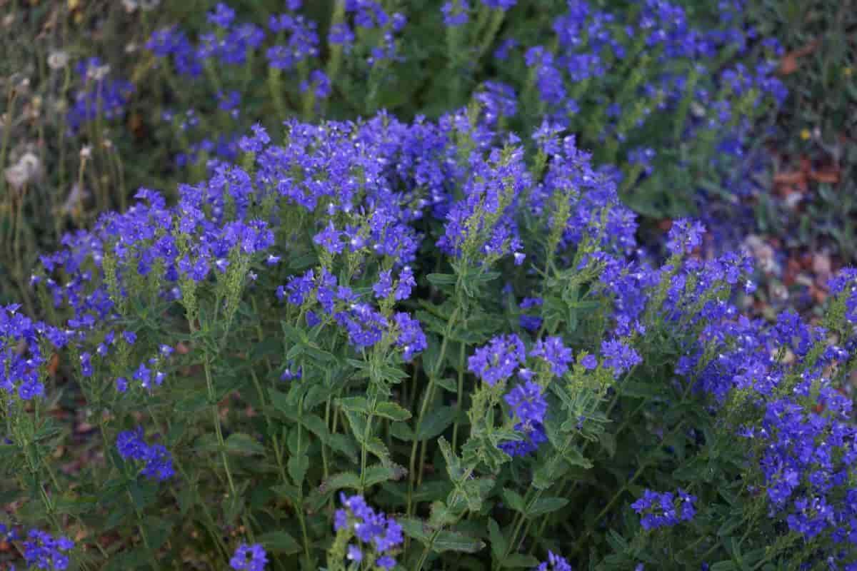 Rock Garden Veronicas