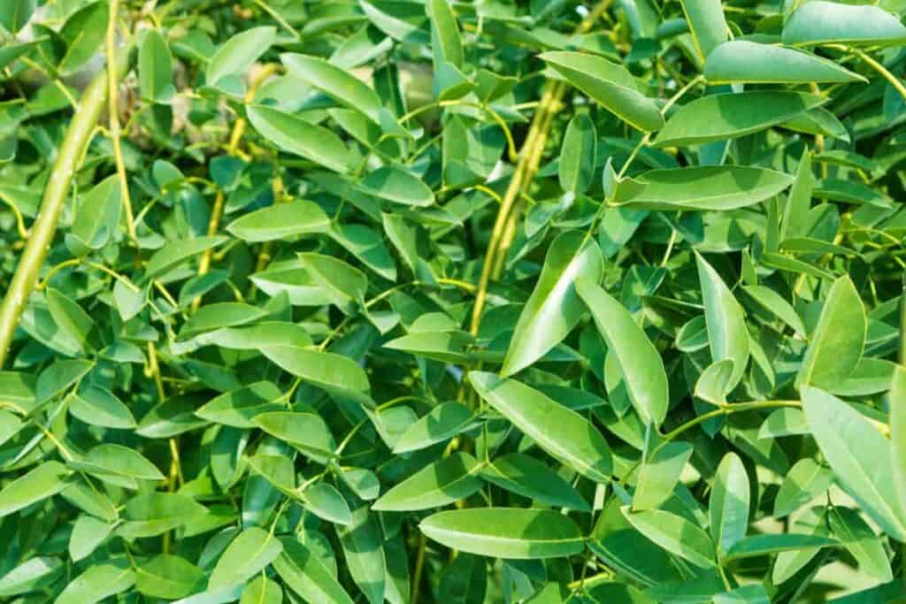Pagoda Tree