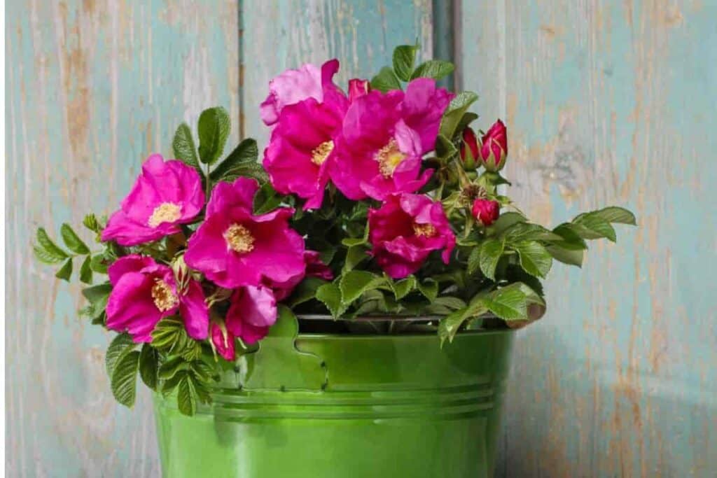 Rugosa Roses