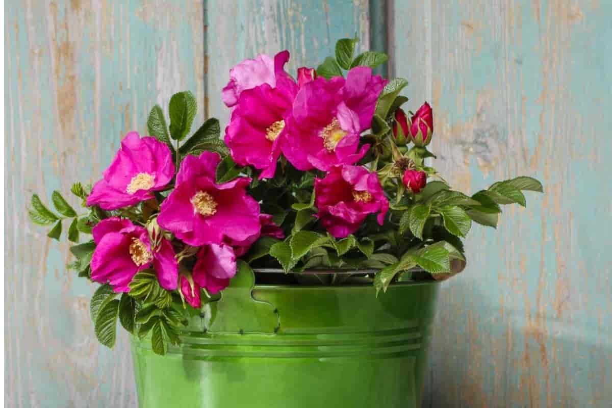 Rugosa Roses
