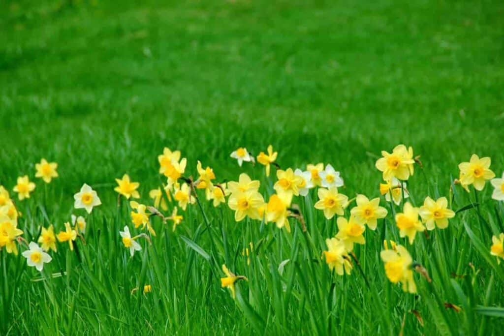 Naturalizing Daffodils