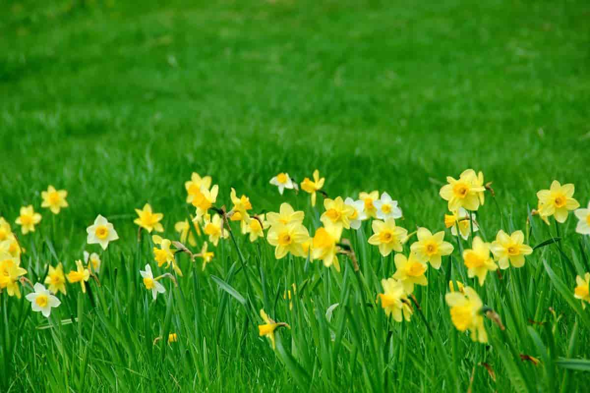 Naturalizing Daffodils