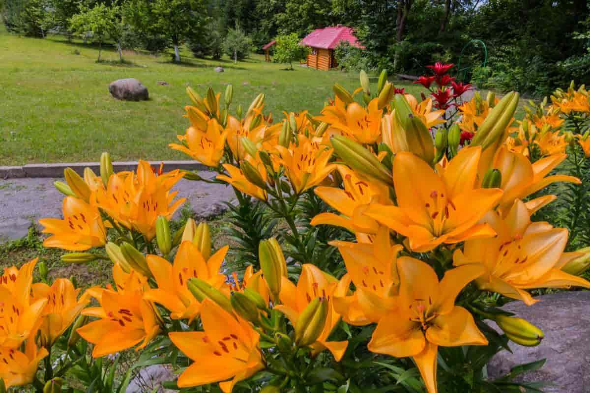 Trouble-proof Lilies