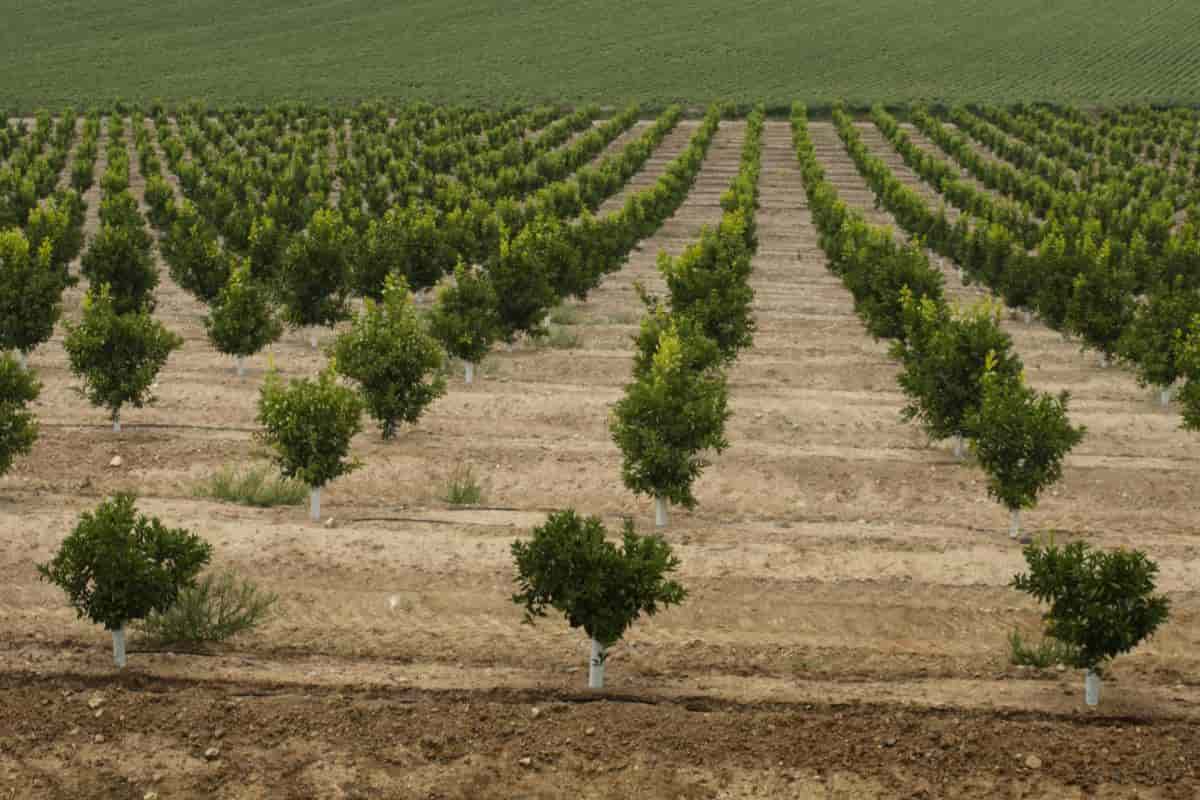 Protecting Fruits and Birds