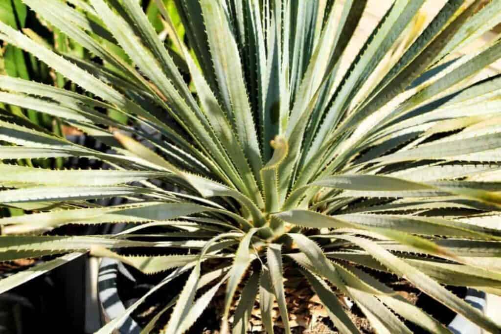 Schuss Yucca