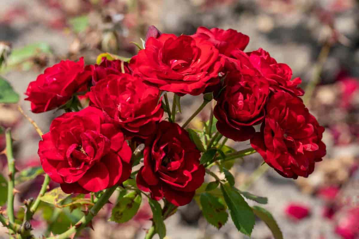 Lifetime Roses