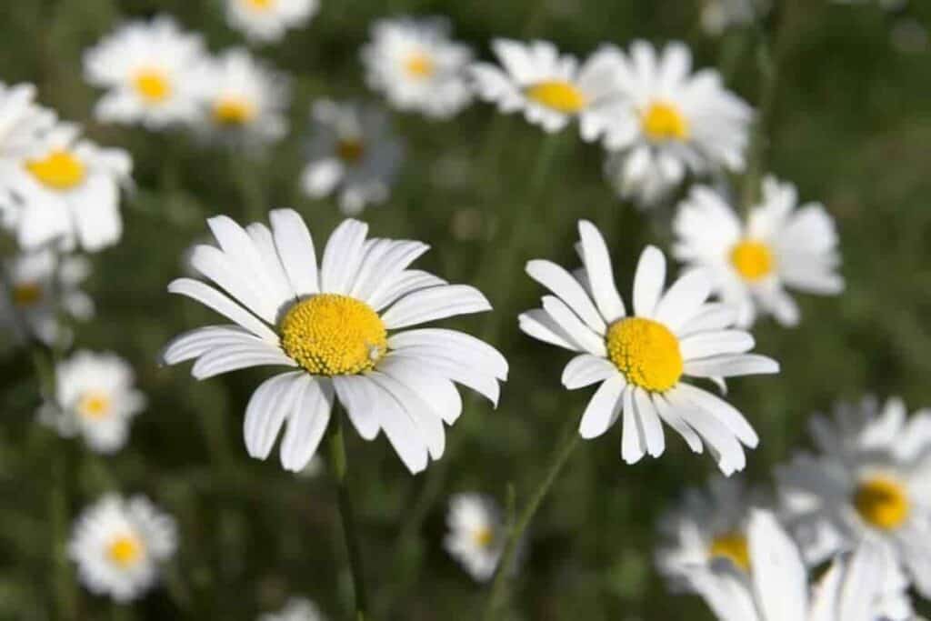 Shasta Daisies