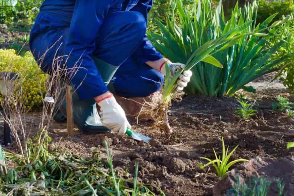 Planting Iris