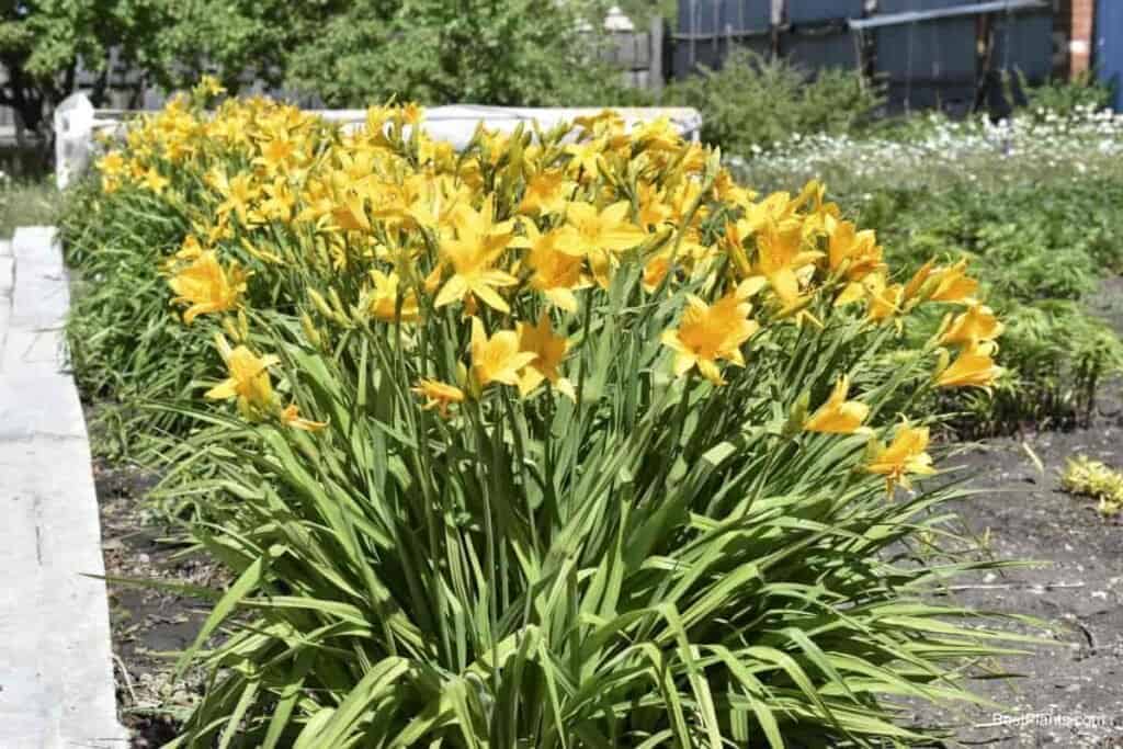 daylilies work landscape color wonders