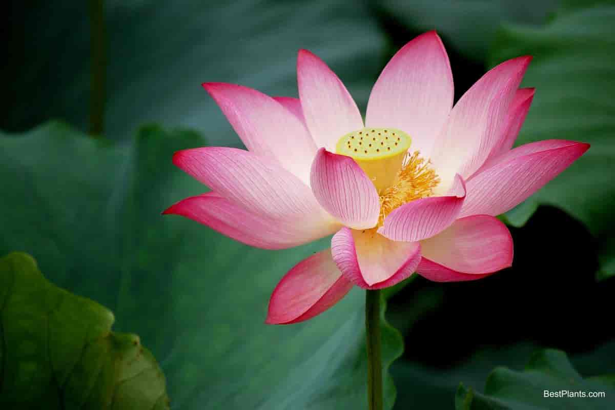 scared lotus lily