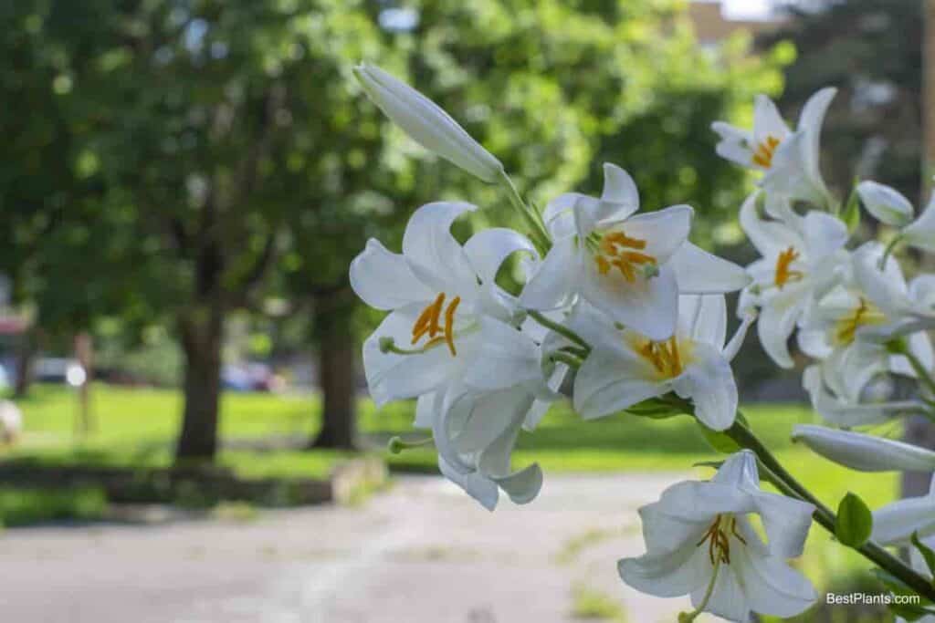 madonna lily loveliest lily