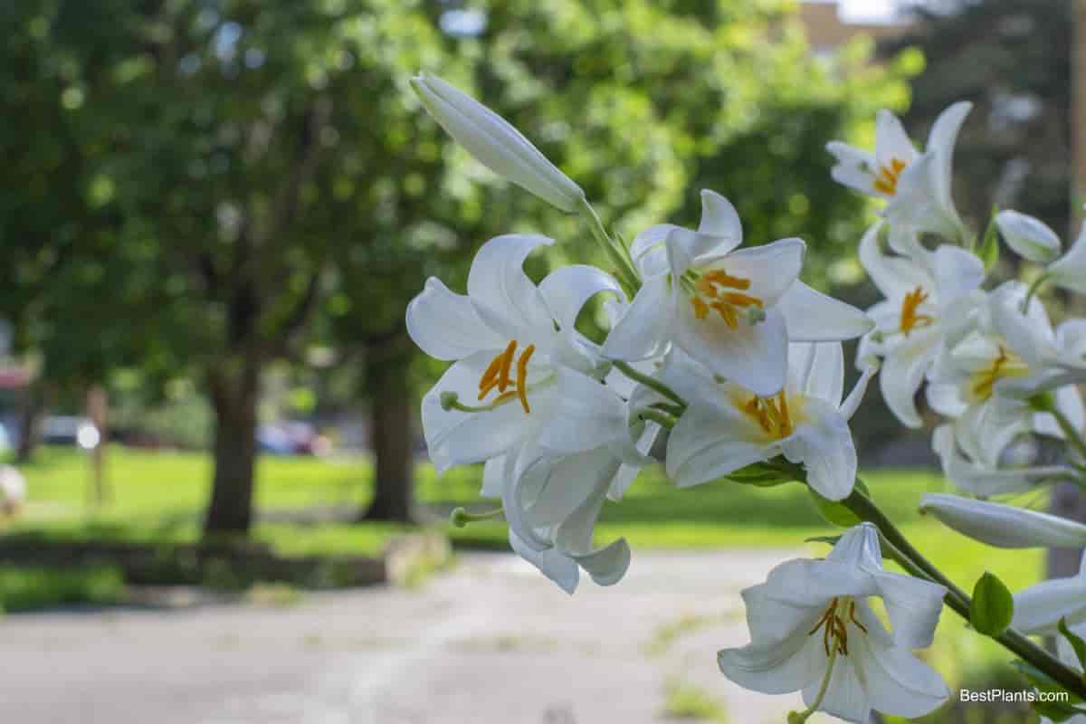 madonna lily loveliest lily