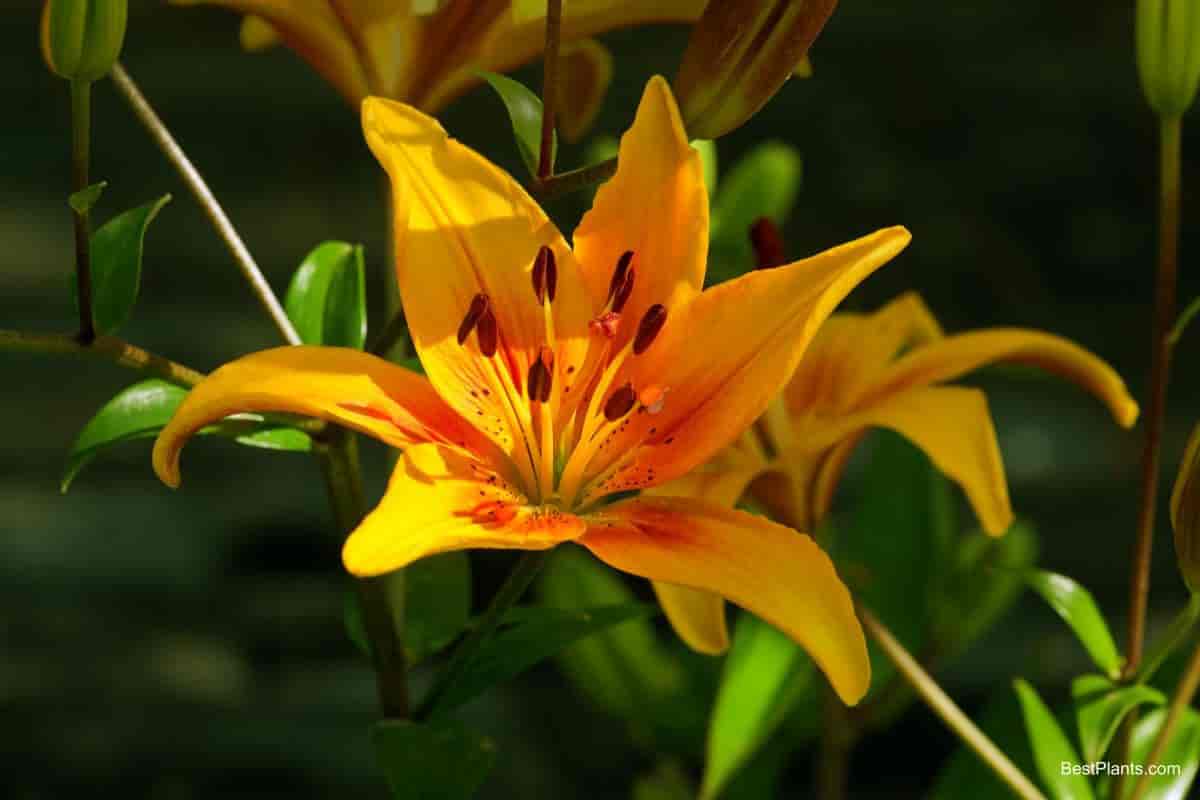 blooming yellow lilies