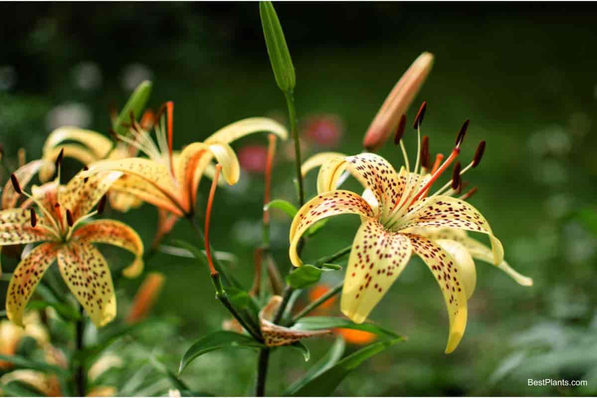growing lilies in indiana