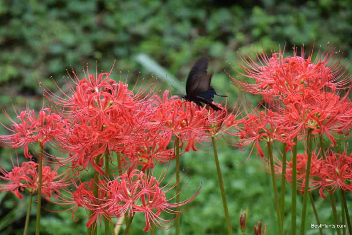 Red spider lily lycoris