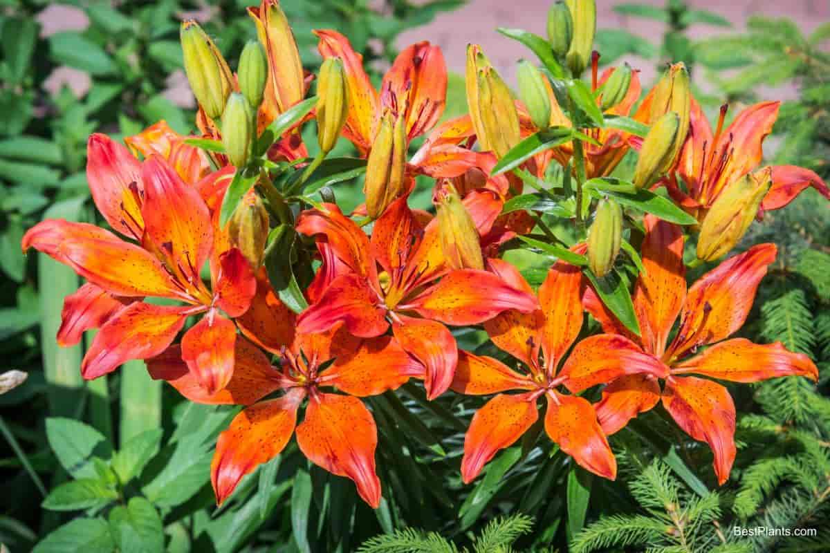 Orange lilies