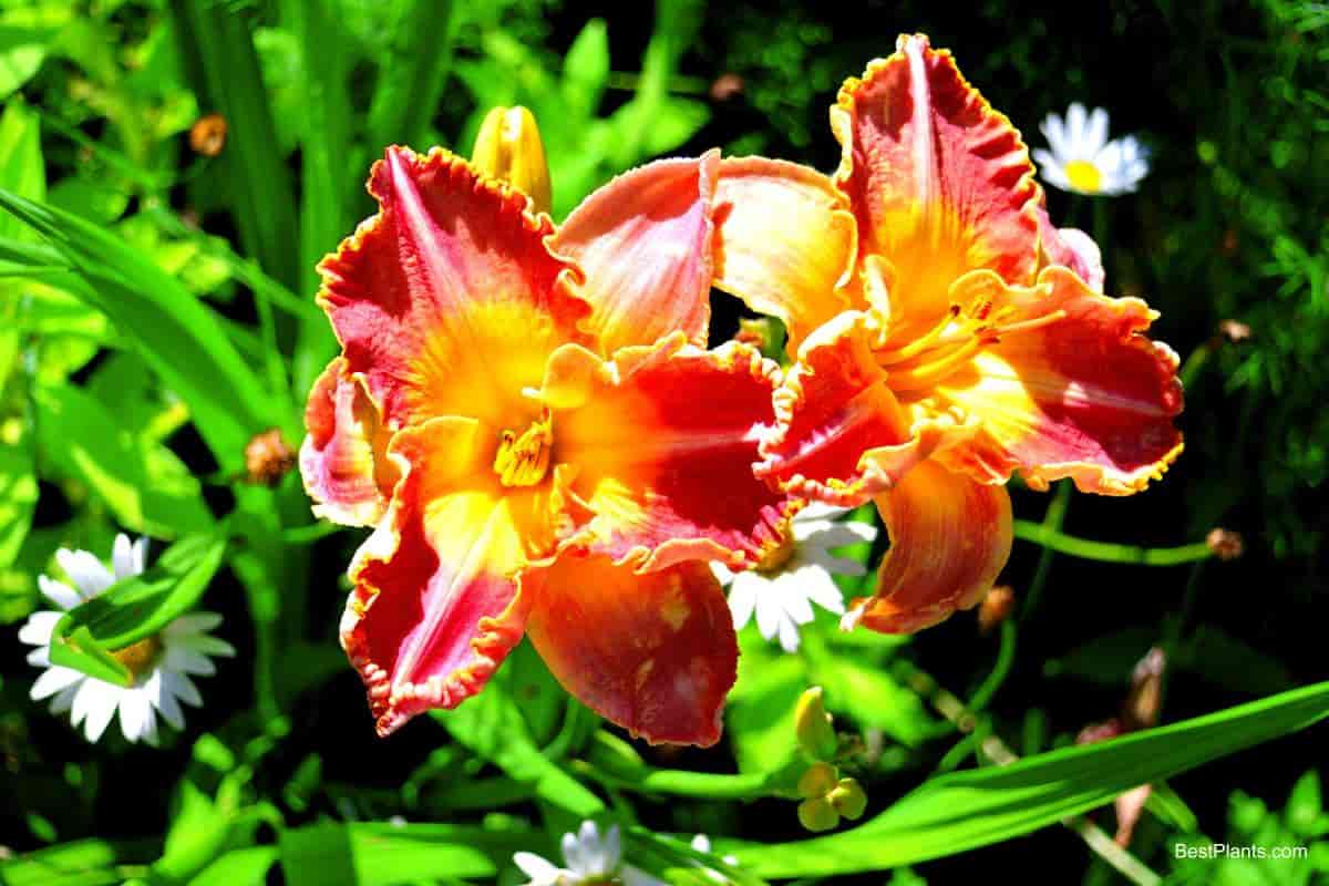 Daylilies