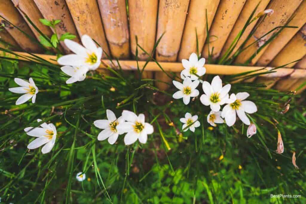 zephyr lily