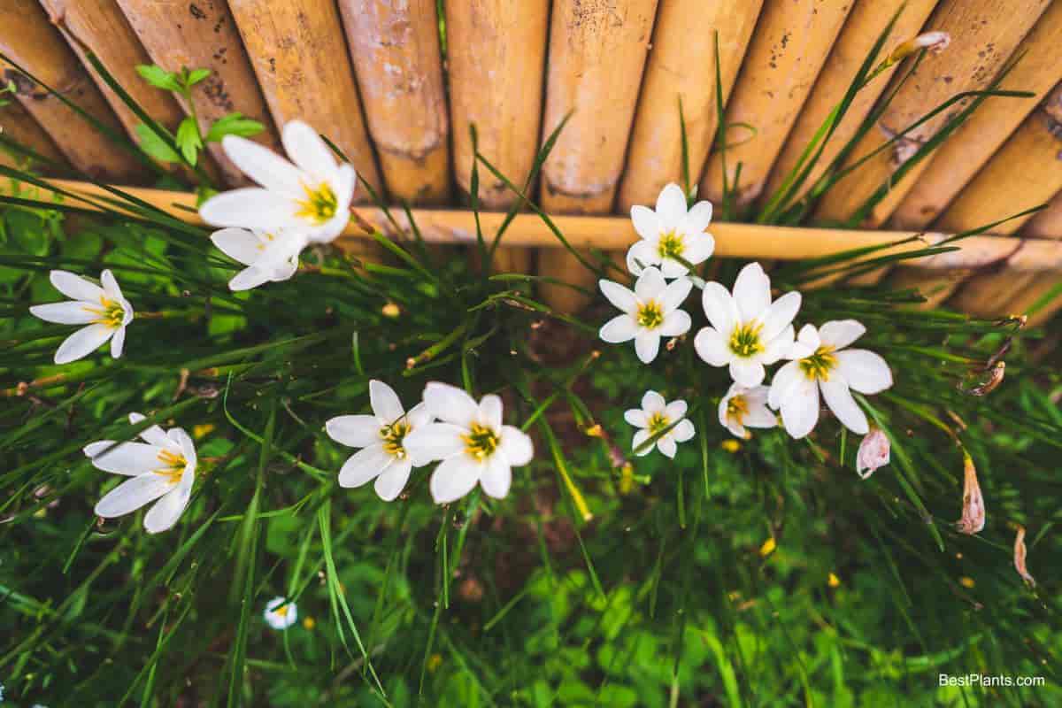 zephyr lily