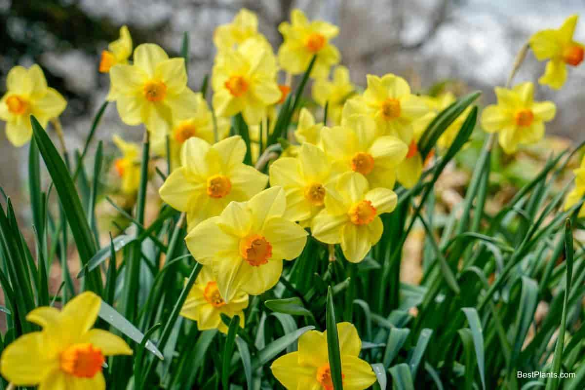 Yellow Daffodil