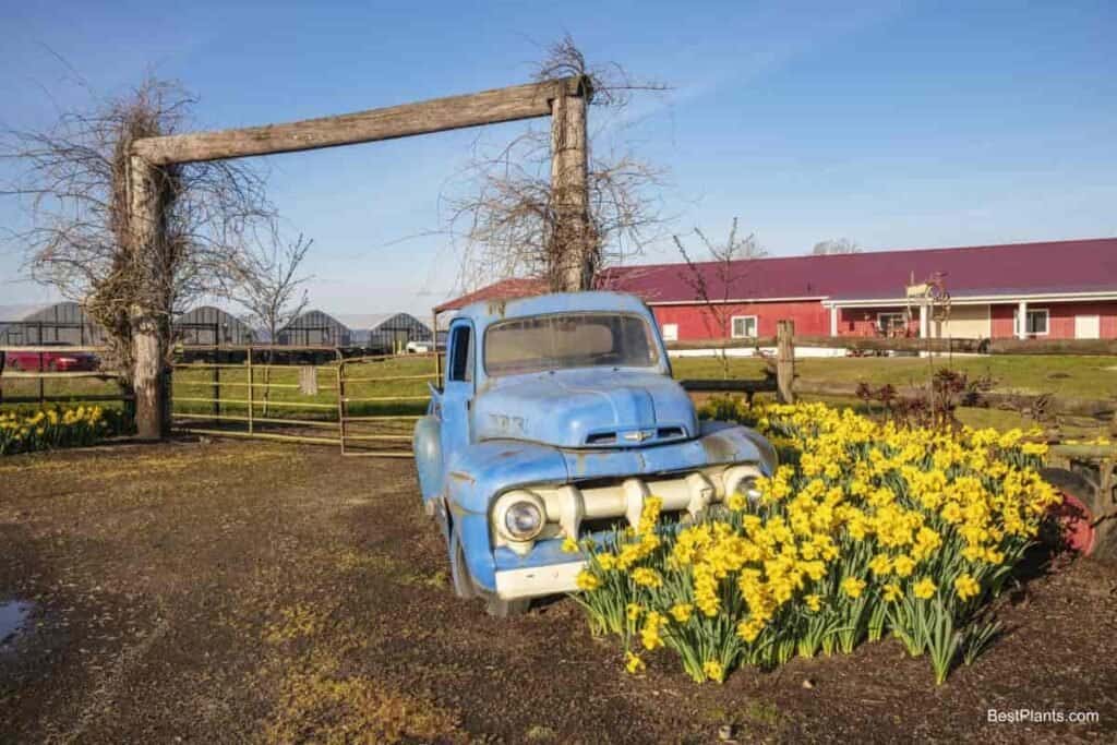 Yellow daffodils beside a blue car