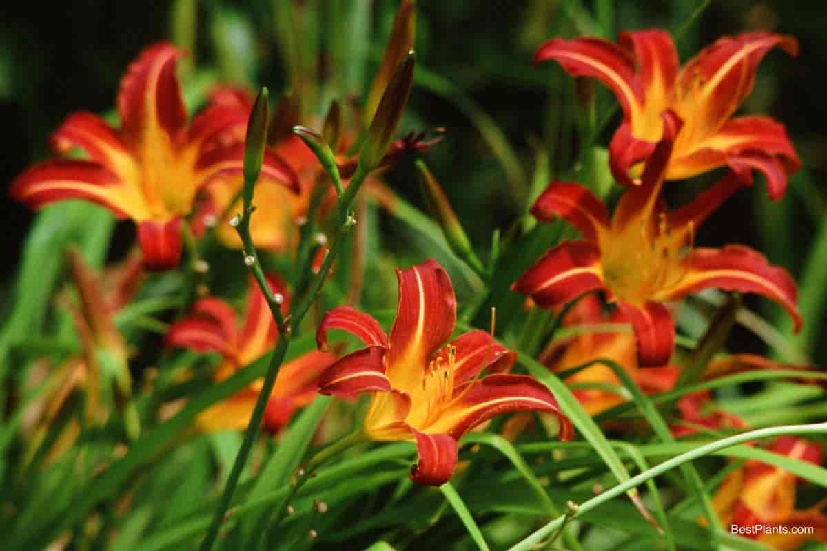 red and orange lilies