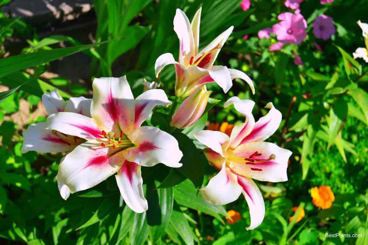 plant lilies spring flower