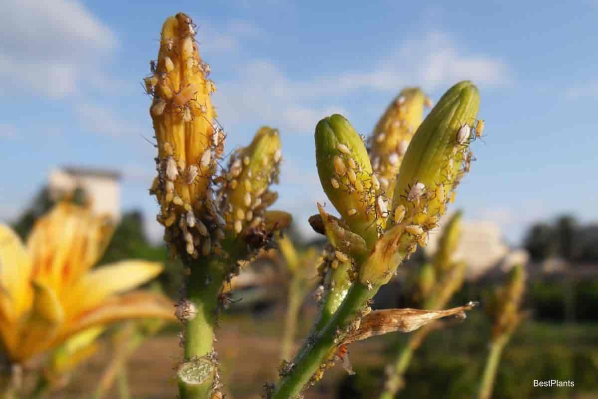 common lily diseases pests