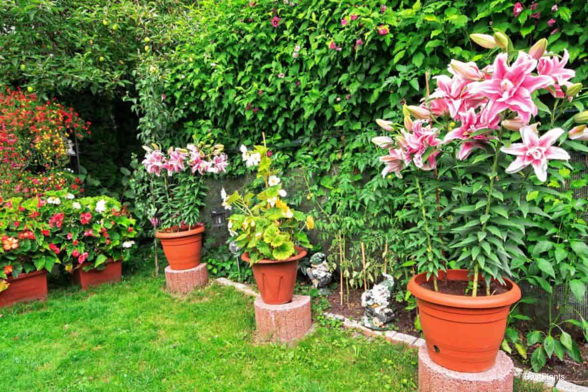 Lilies Greenhouse