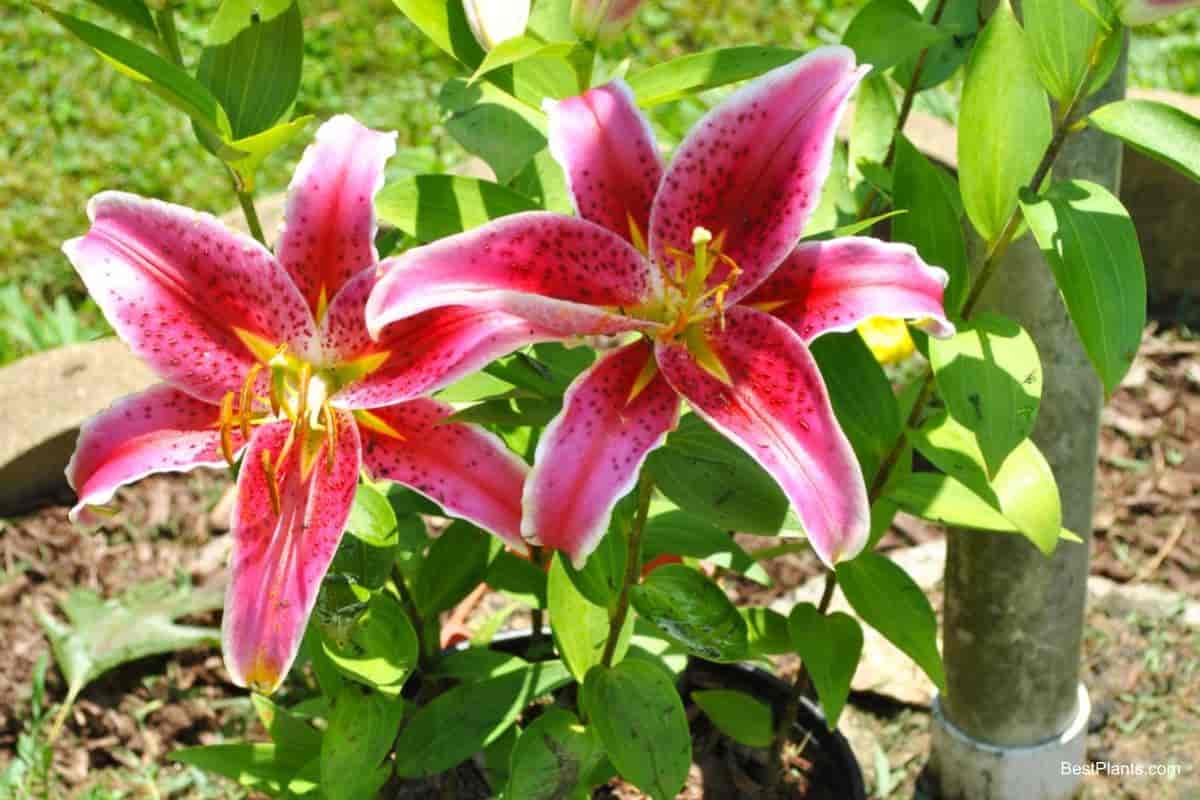 planting lilies pot