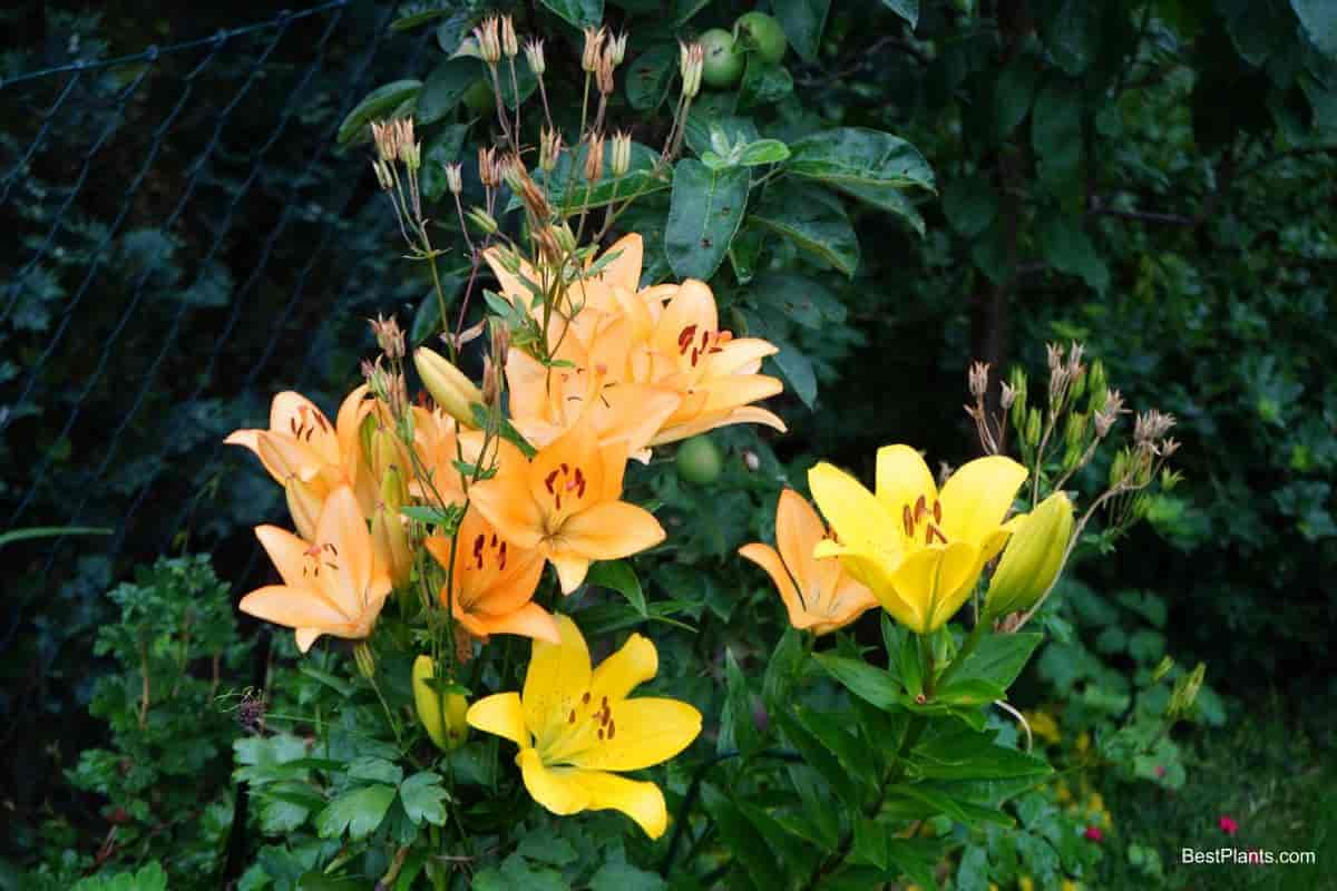 yellow and orange lilies