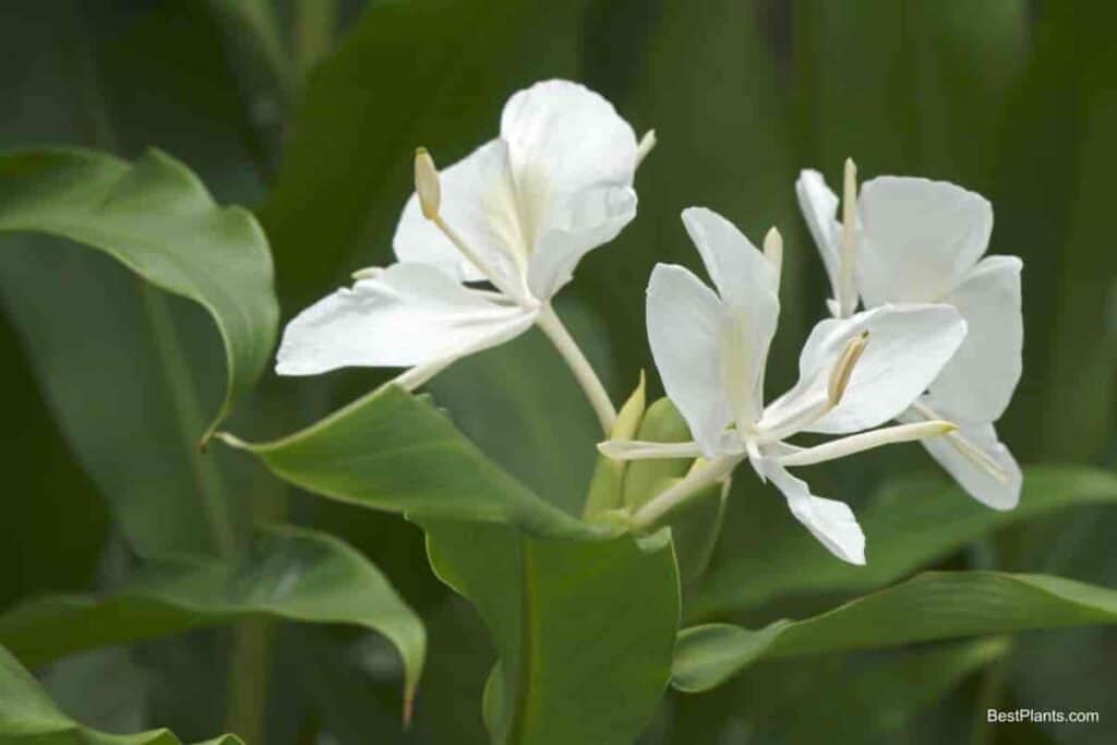 Ginger Lily