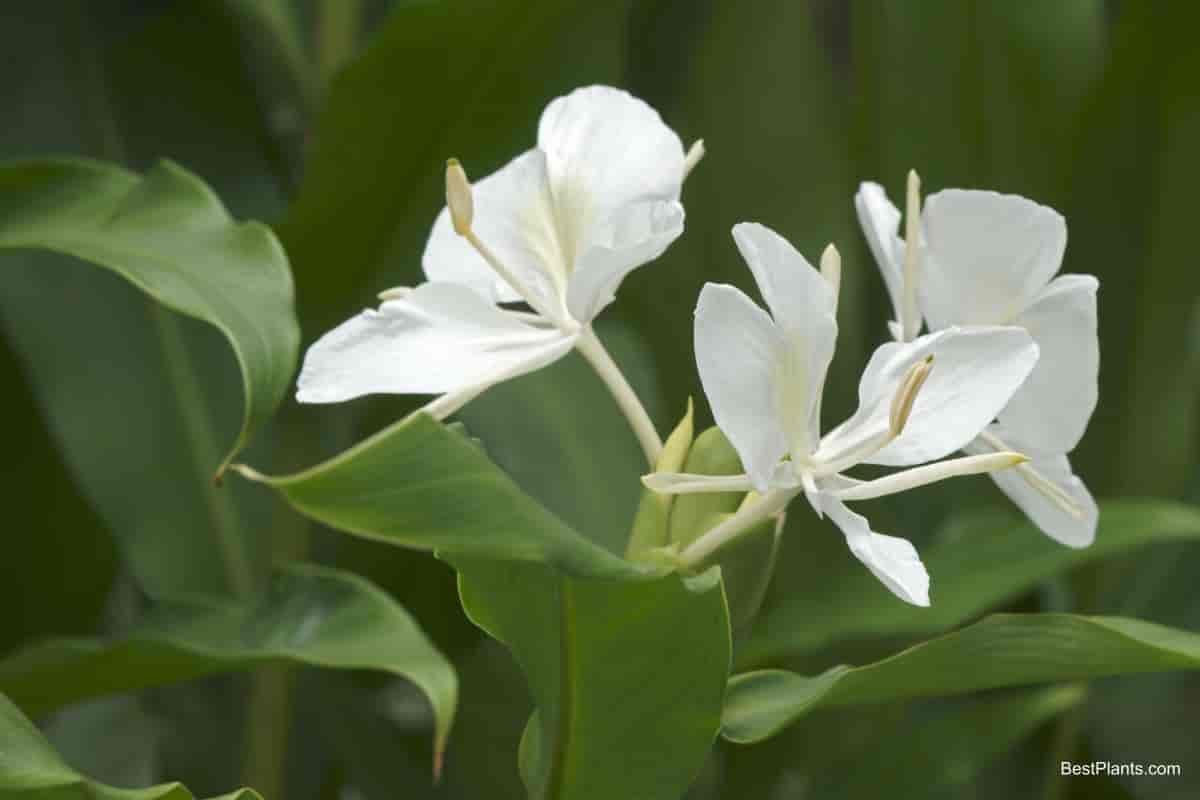 Ginger Lily