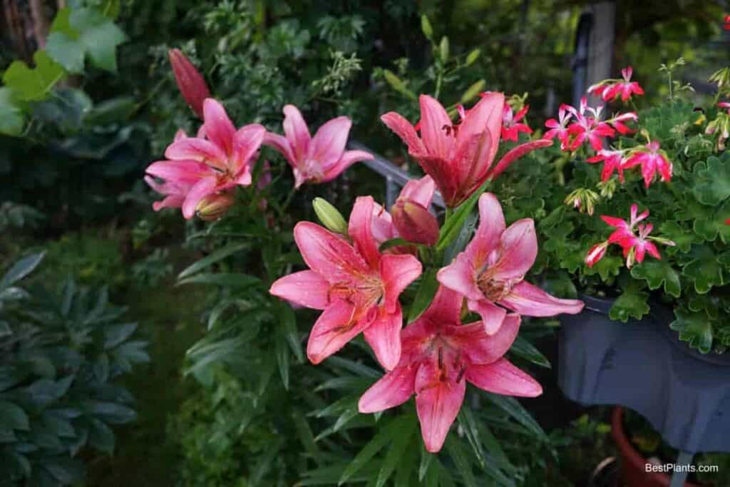 Humble Lily