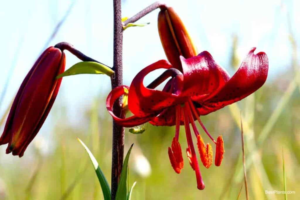 Martagon Lily