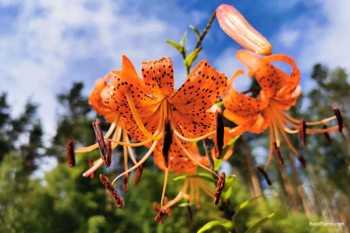 Tiger lily
