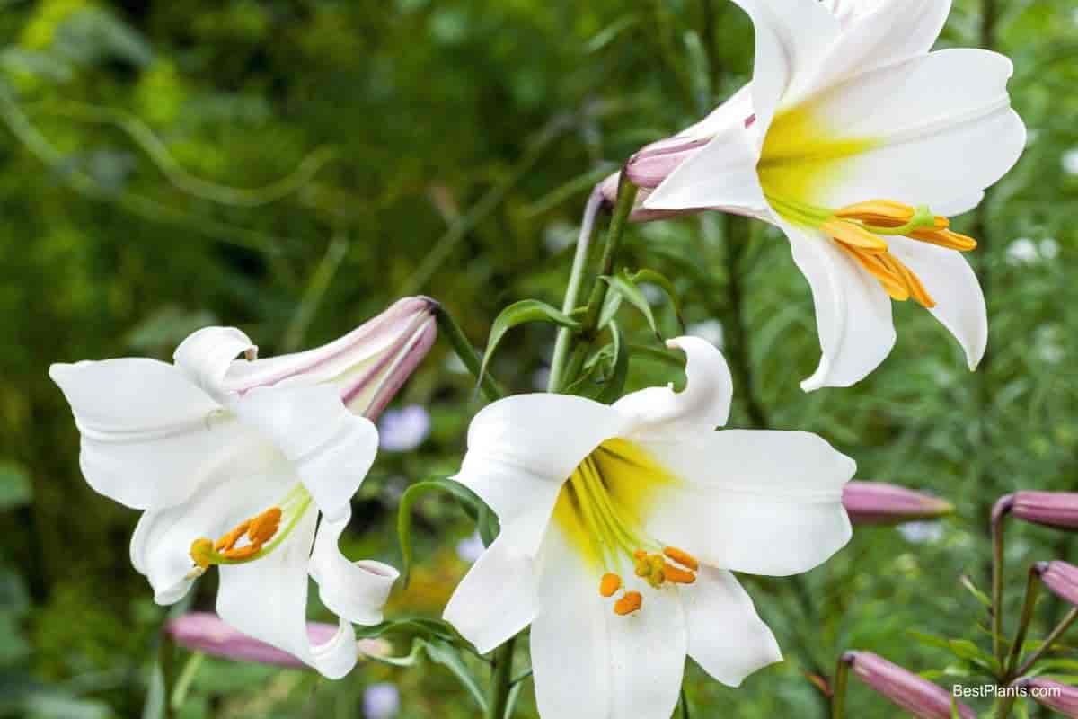 trumpet lily flower