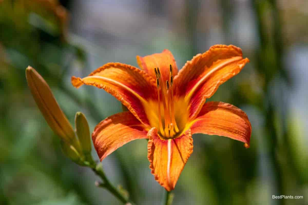 what is a lily really