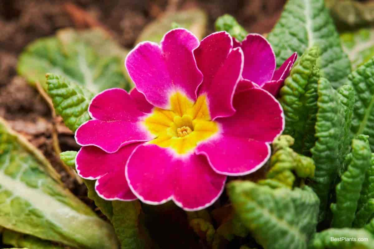 pink primula