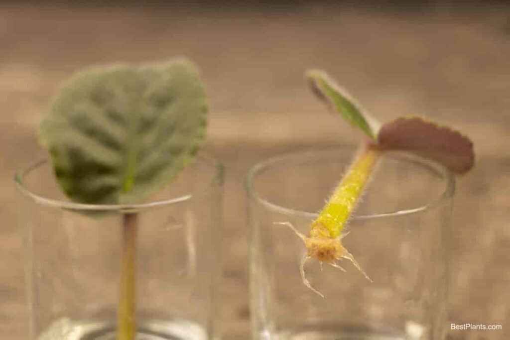 african violets from leaf to plant