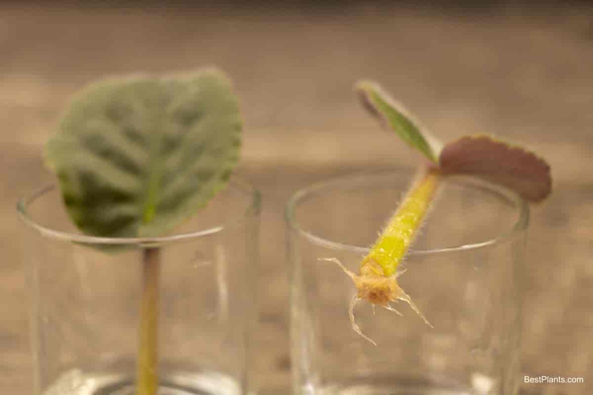 african violets from leaf to plant